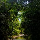 Dschungelreise