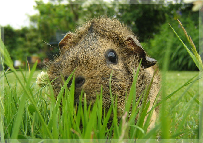 Dschungelschwein :)