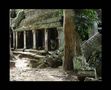 Dschungeltempel in Angkor von Pierre A.