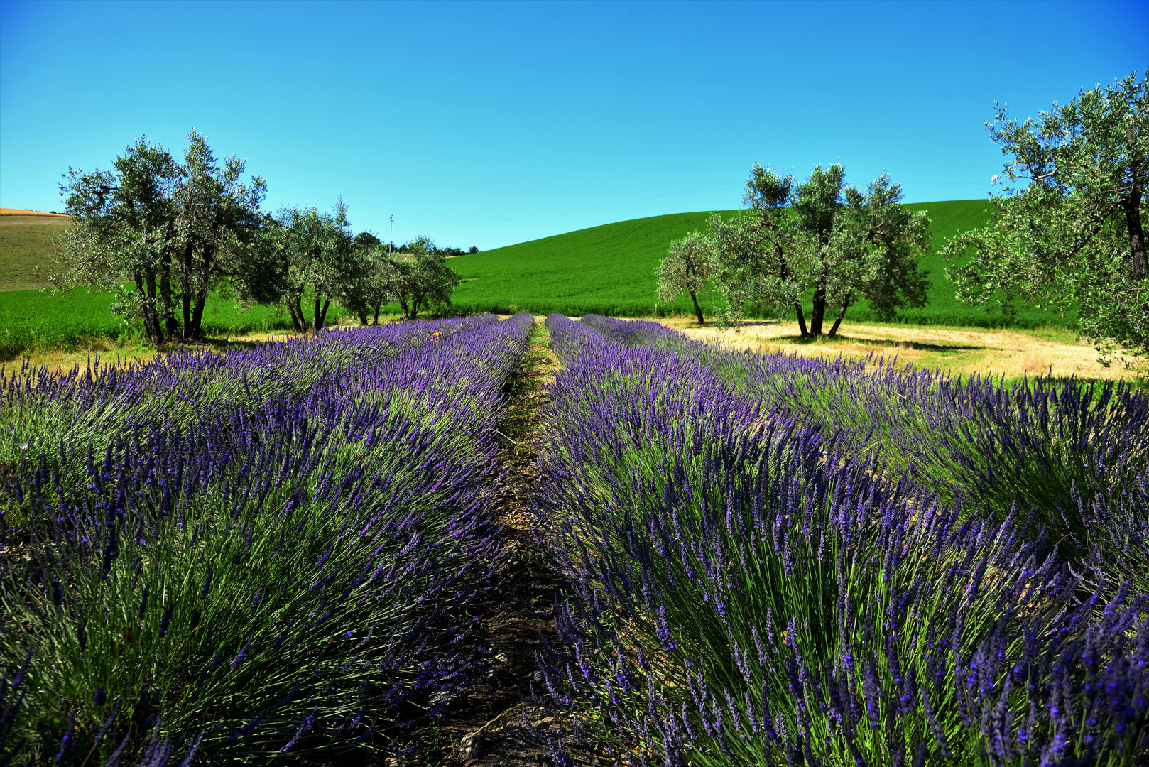 DSC_Lavanda