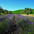 DSC_Lavanda