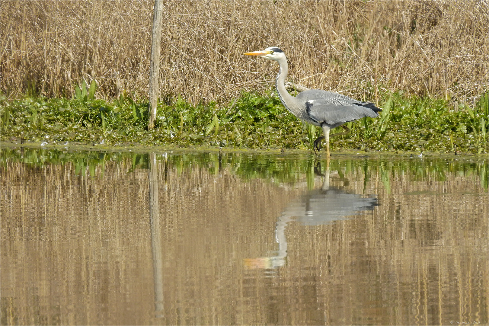 DSCN0405-reiher