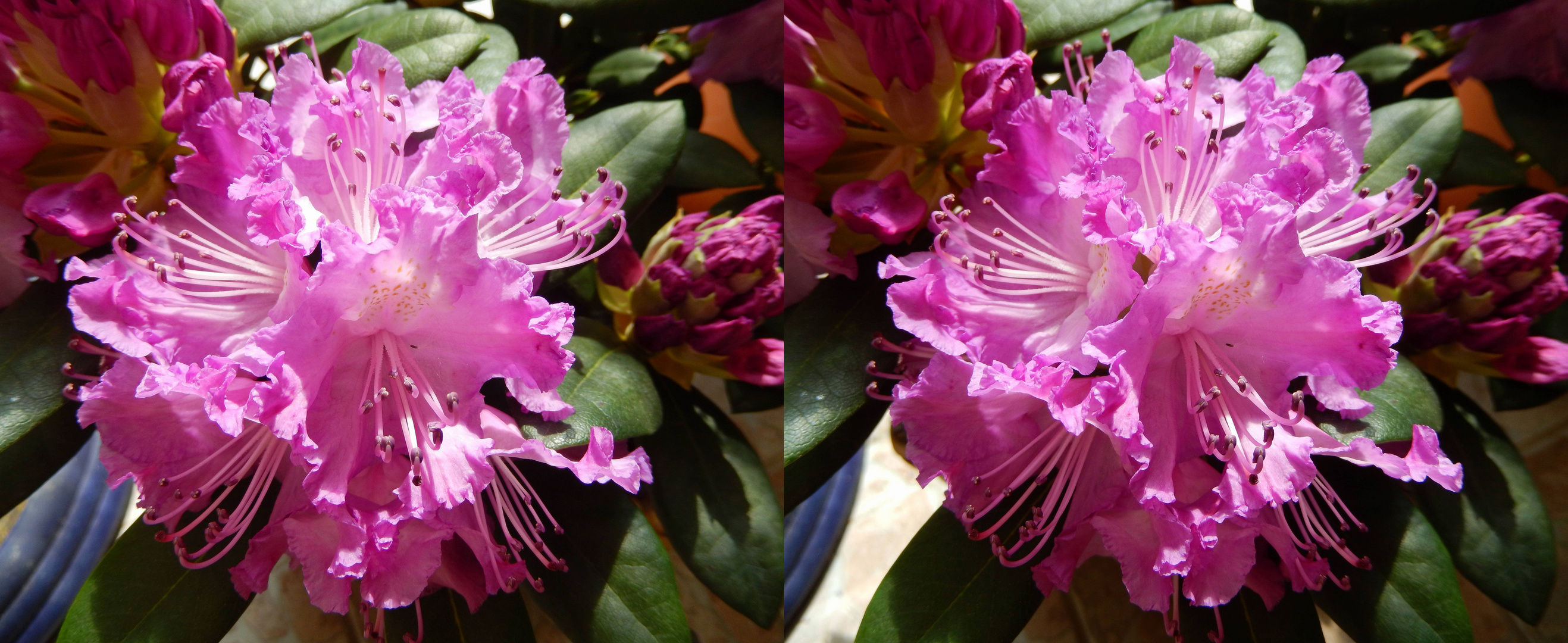 DSCN0466_Rhododendron Hybride - 'Alfred'