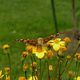 Insekten / Schnecken