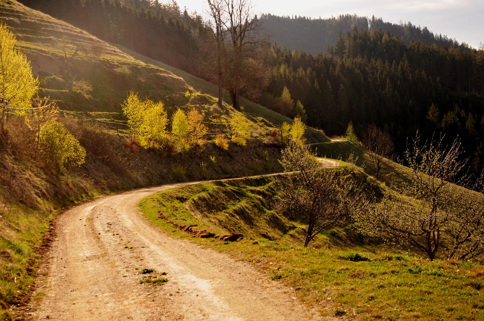 DSC_Weg zum Wald3062