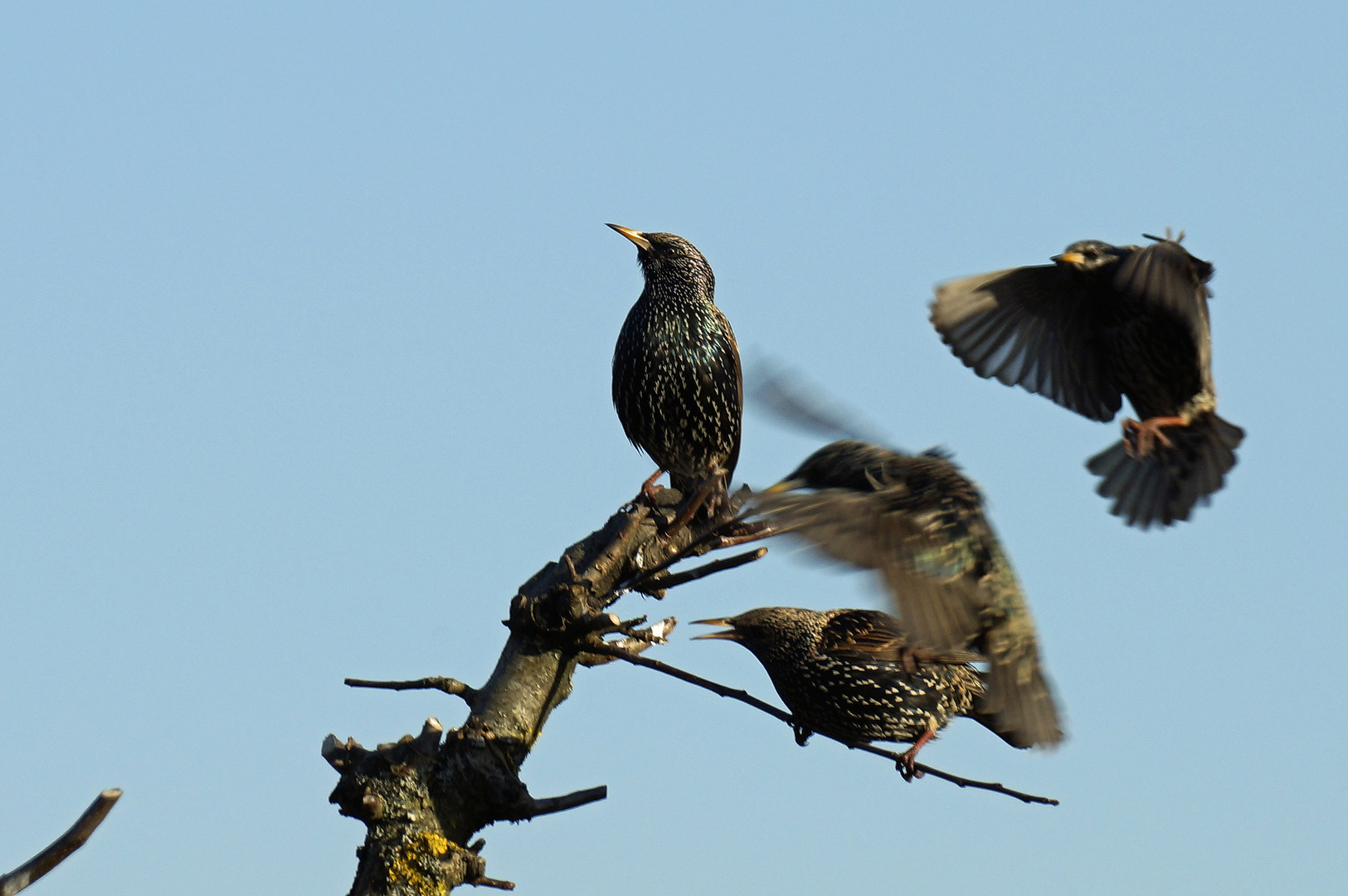 DSDS des Sturnus vulgaris