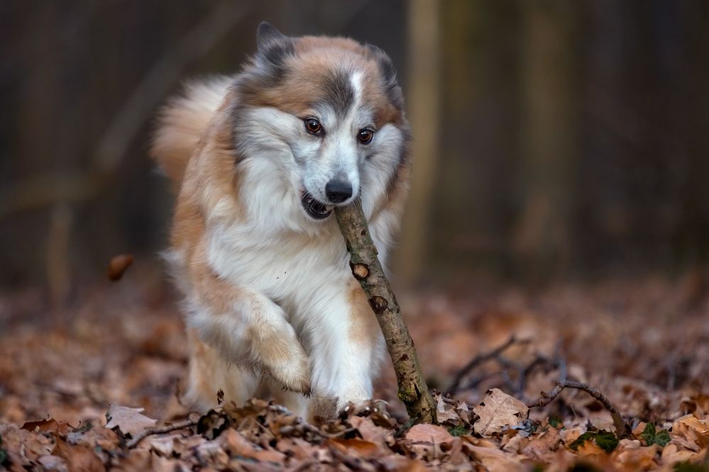 Flirten tiere