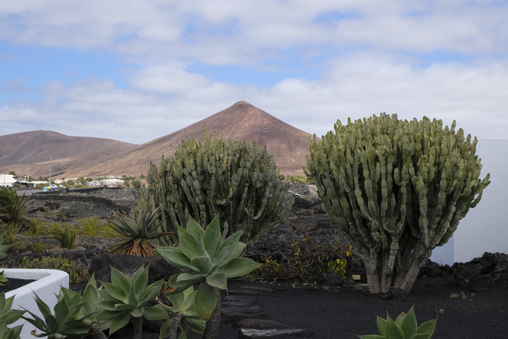 _DSF6138  __JARDIN DES CACTUS__