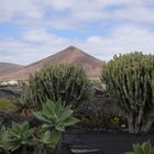 _DSF6138  __JARDIN DES CACTUS__