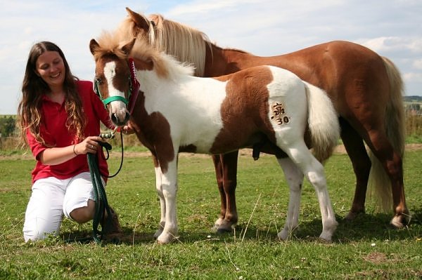 Dt. Partbred Shetlandfohlen "Littlefoot aus dem Spessart" Siegerhengstfohlen 2009