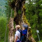 Du armer alter Baum...