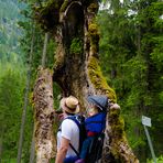 Du armer alter Baum...