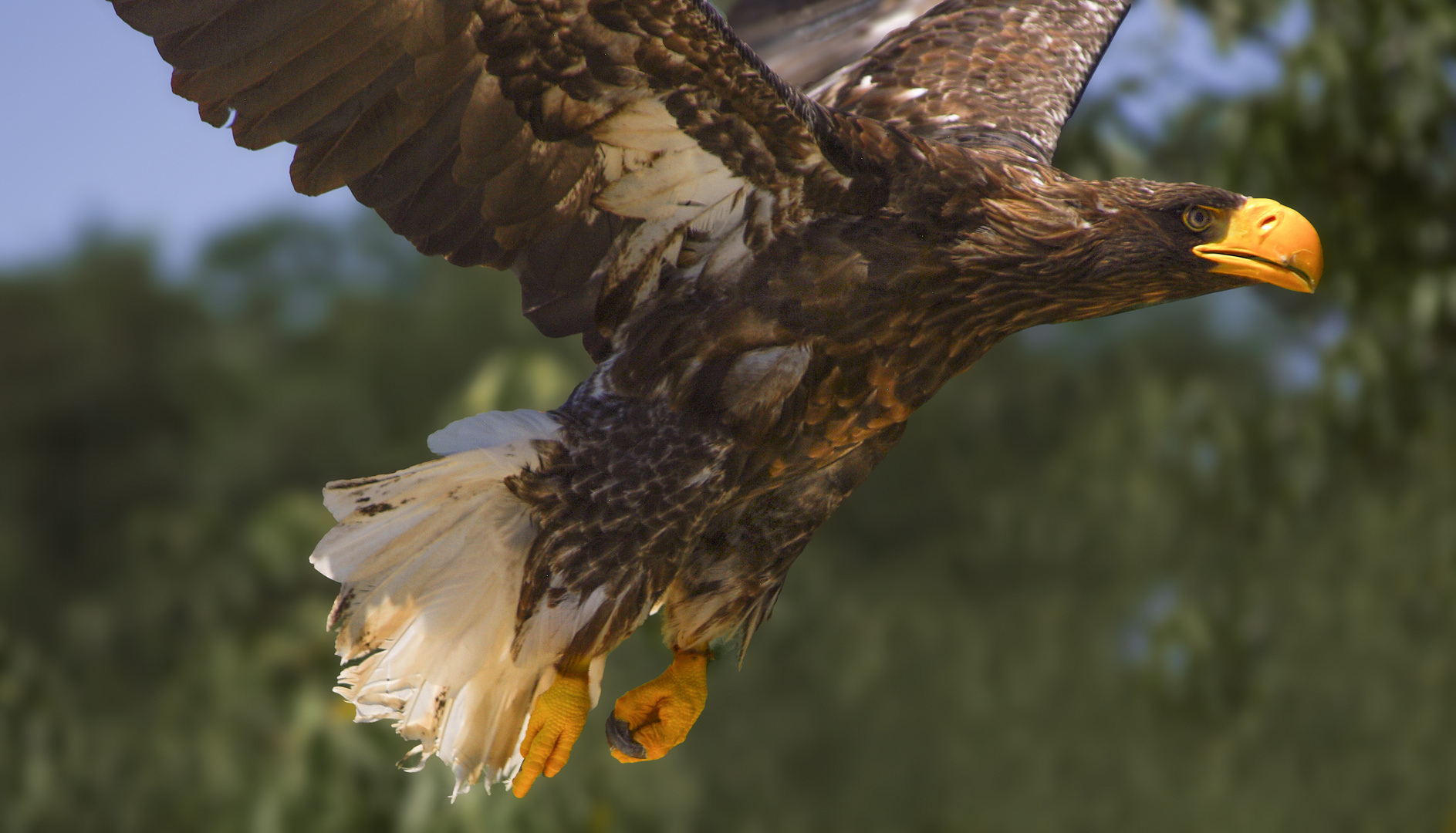 Du bec au serres (Haliaeetus pelagicus, pygargue de Steller)