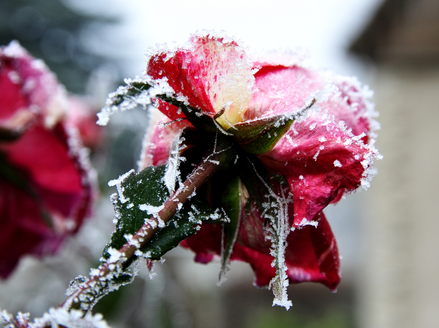 Du bist die Rose meines Herzens