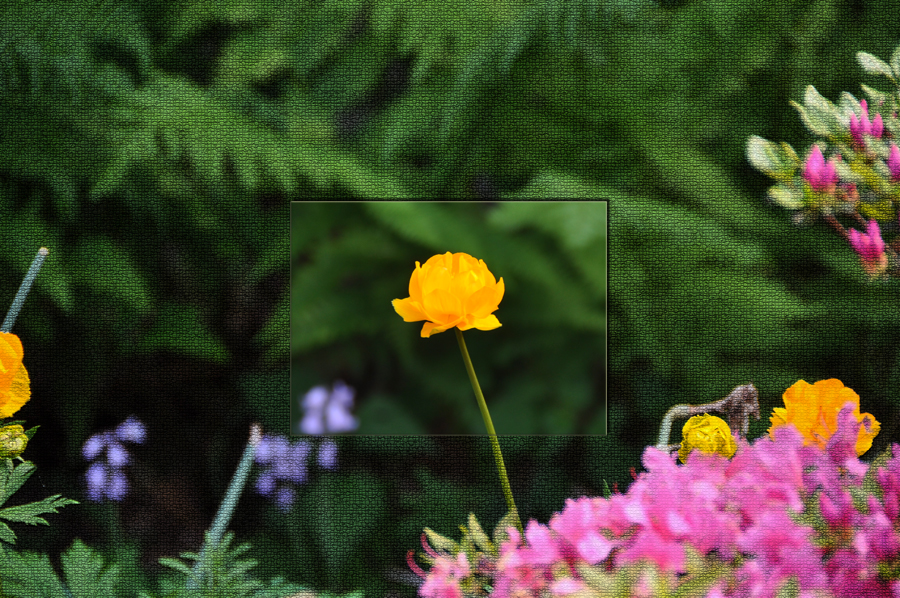 Du bist die Schönste im ganzen Garten