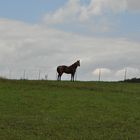 Du bist ein großer Champion. Wenn du galoppierst bebt die Erde. Der Himmel öffnet sich, und der Weg