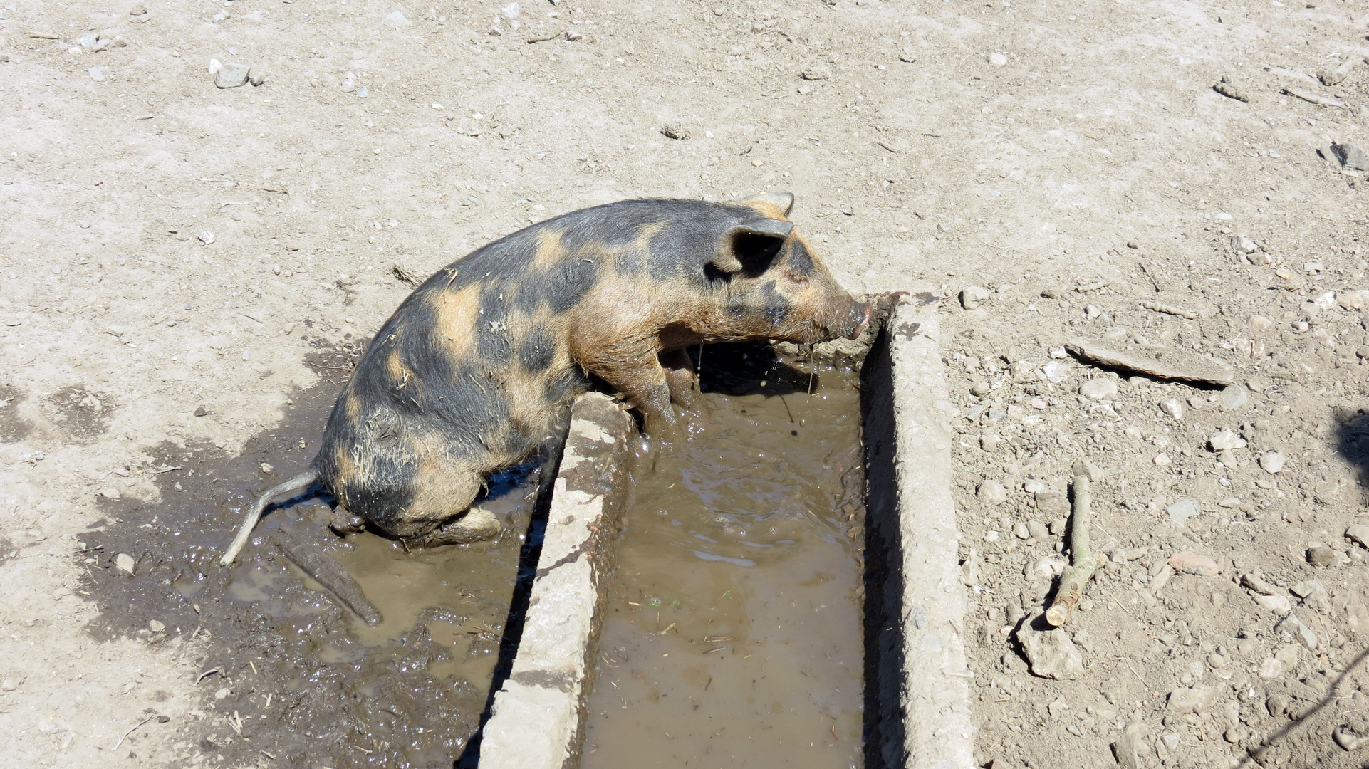 Du bist ein Schwein!!!