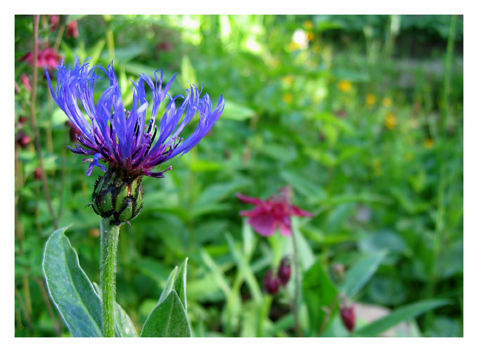 du bist in jeder blume blühen