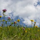 du bist meine schönste Wiese