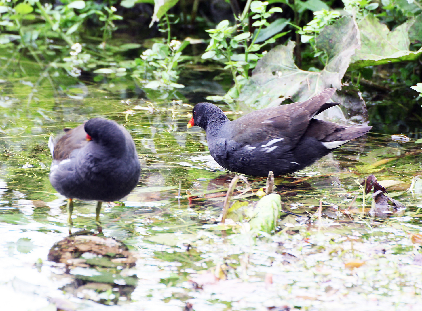 Du bist nicht allein (Gallinula Chloropus)