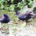 Du bist nicht allein (Gallinula Chloropus)