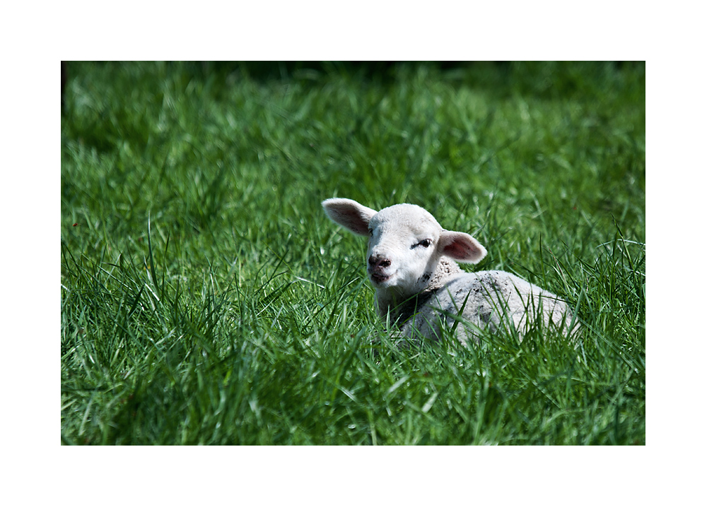 Du bist nicht der Osterhase!