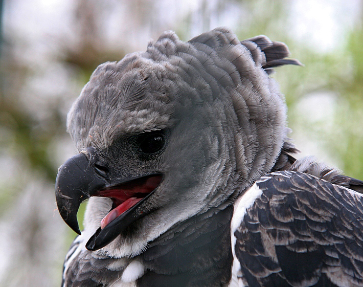 Du bist schon ein netter Harpyie Foto & Bild tiere, zoo, wildpark