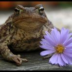 Du bist so schön wie eine Blume :)