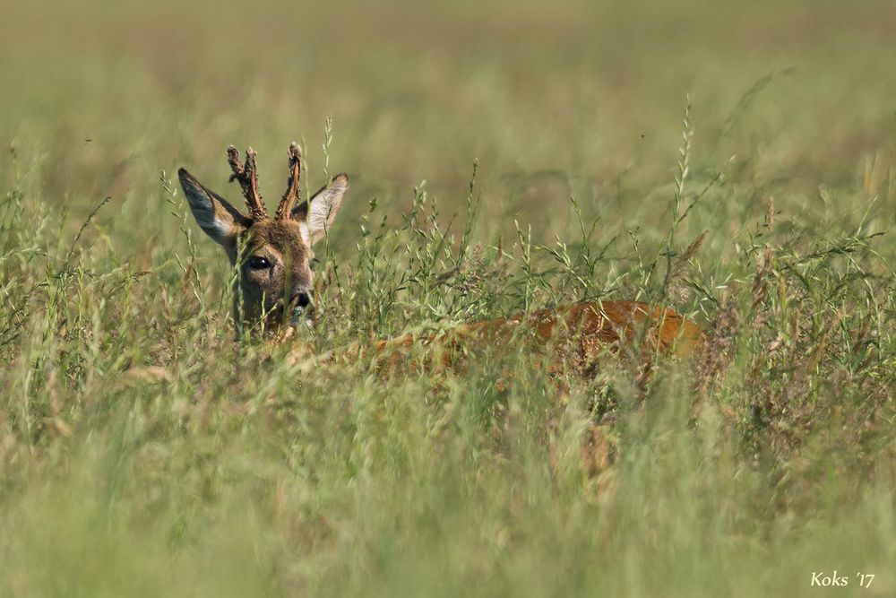 Du Bock du