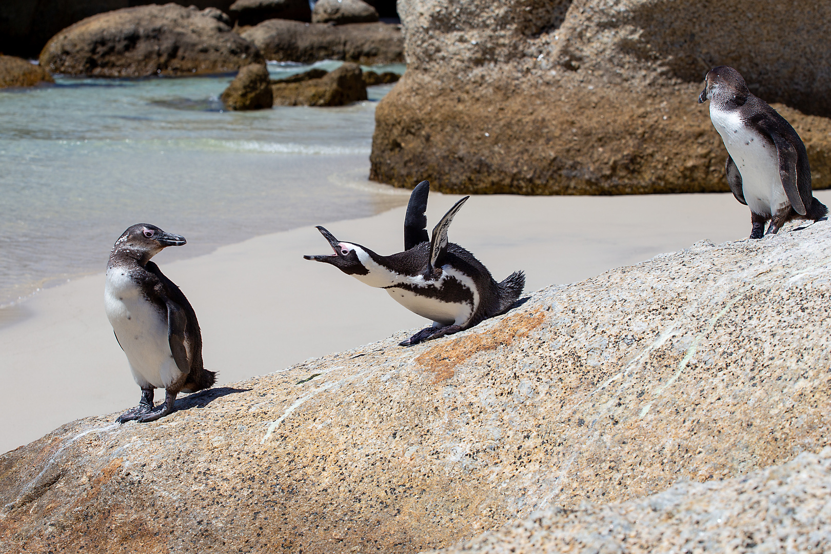 "Du brauchst nicht zu schreien" -  Boulders Penguin Colony