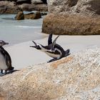 "Du brauchst nicht zu schreien" -  Boulders Penguin Colony