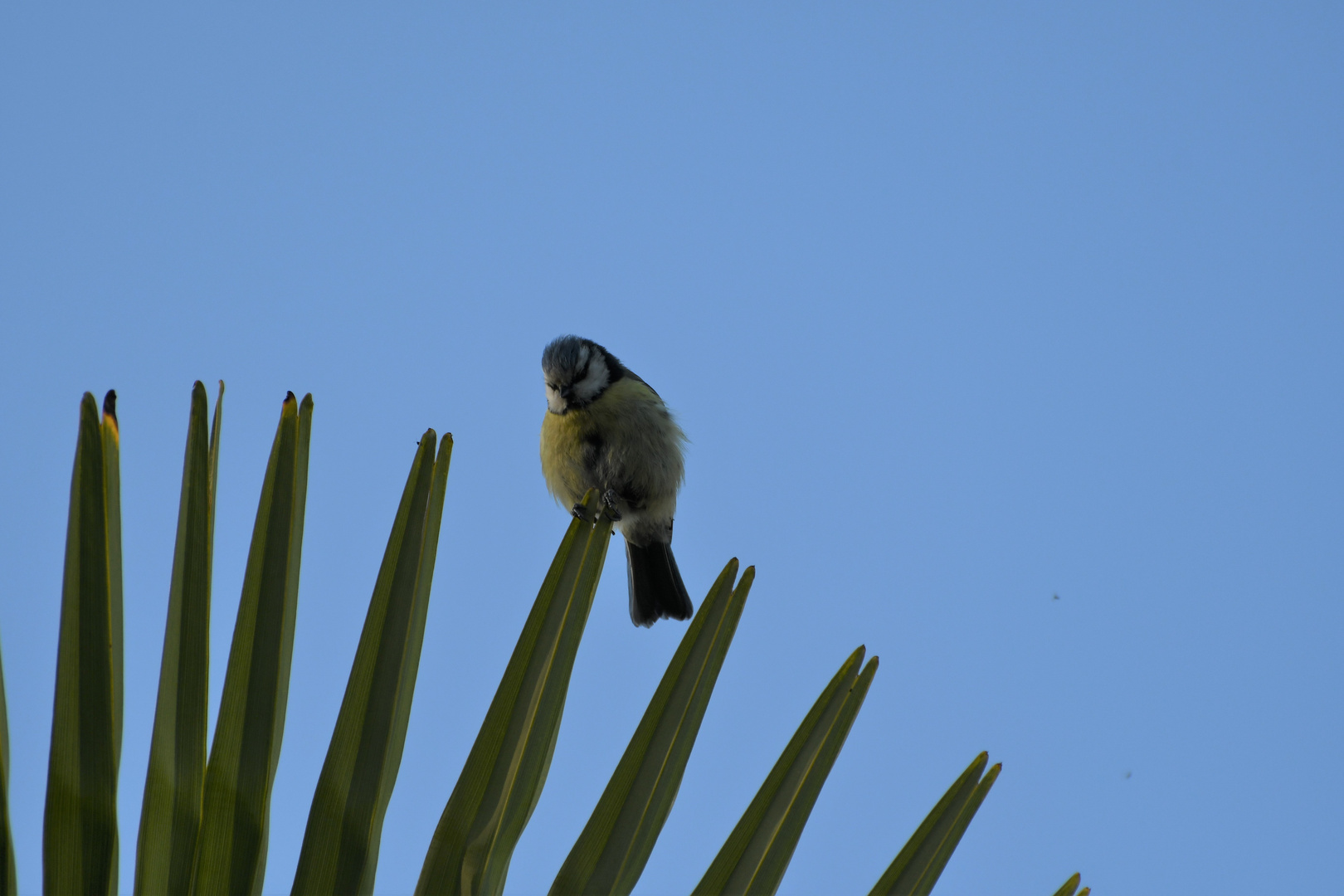 ...du bringst mich auf die Palme..!!