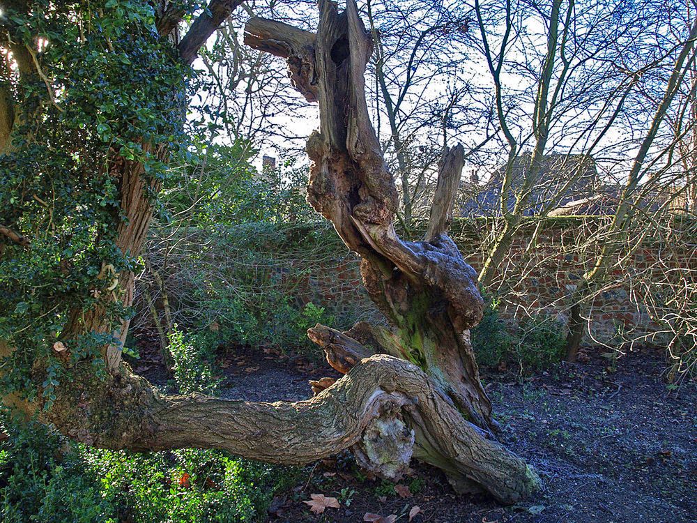 Du buis qui ne date pas d’hier - Bridge End Garden, Saffron Walden  