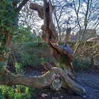 Du buis qui ne date pas d’hier - Bridge End Garden, Saffron Walden  