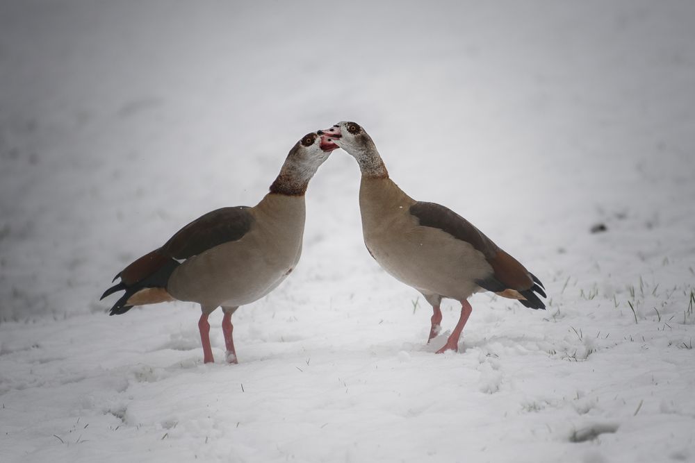 Du - das weiße nennt man Schnee