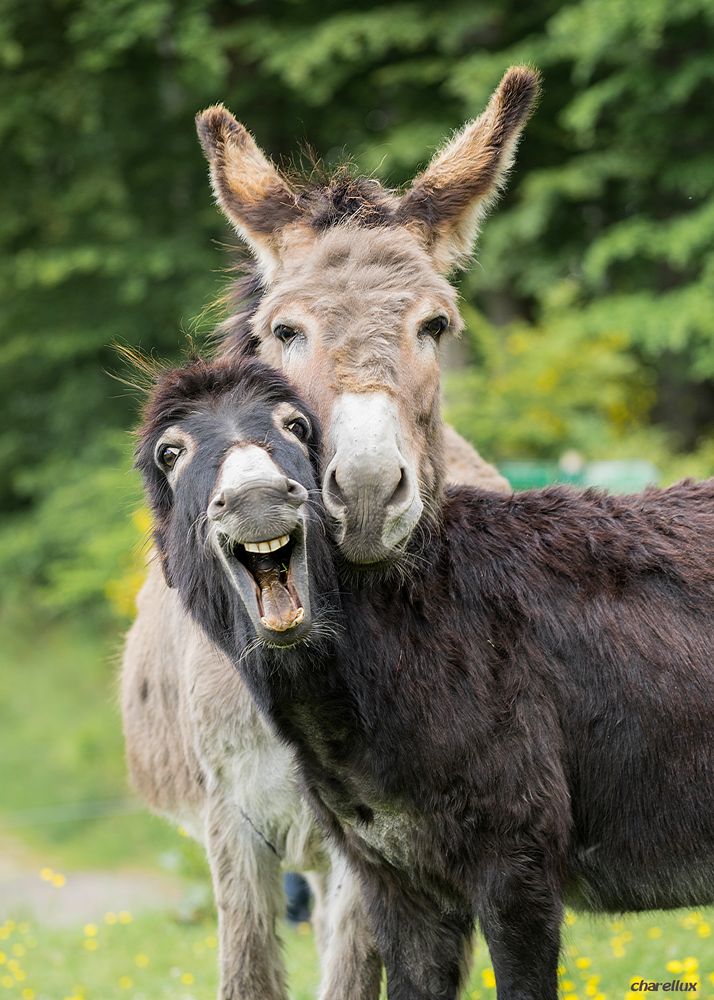 Du Esel Foto & Bild | tiere, haustiere, pferde, esel, maultiere Bilder