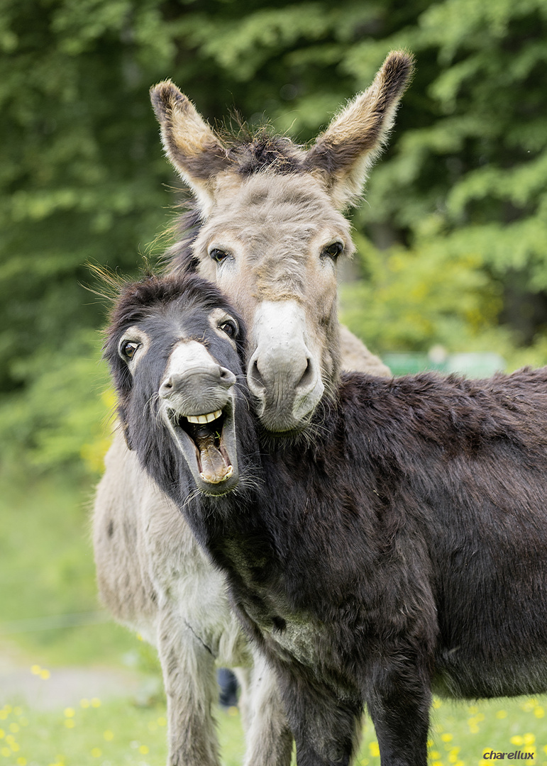 Du Esel Foto & Bild tiere, haustiere, pferde, esel Du Esel Foto & Bild tiere, haustiere, pferde, esel