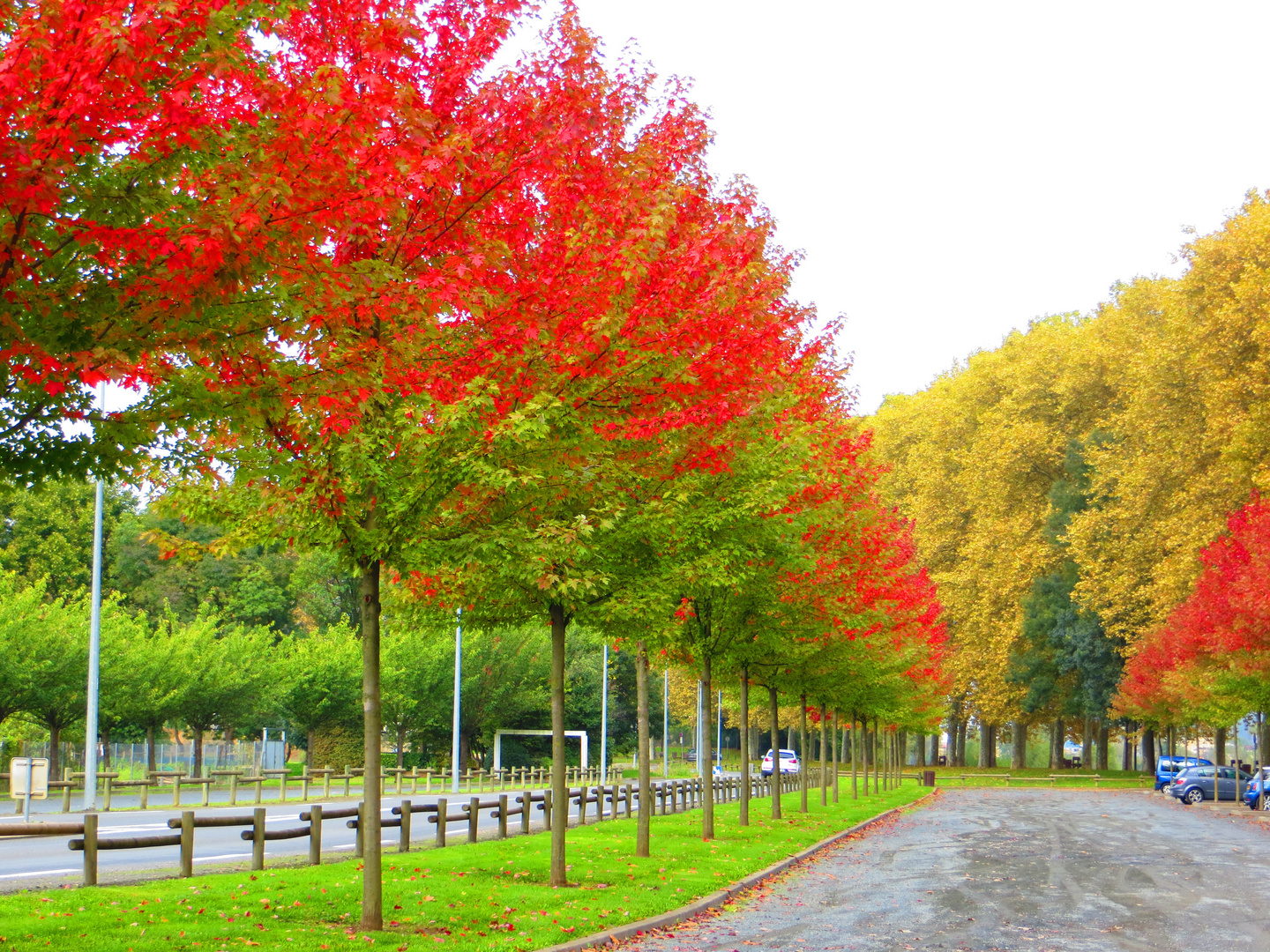 du feu dans les arbres