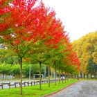 du feu dans les arbres