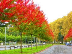 du feu dans les arbres