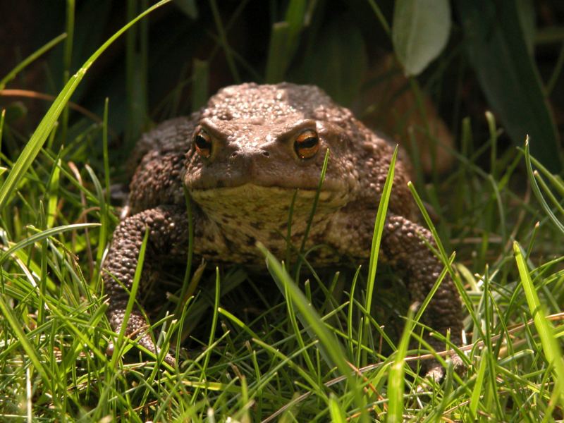 Du gegen mich! Nimmst du die Herrausforderung an?