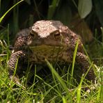 Du gegen mich! Nimmst du die Herrausforderung an?