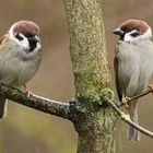 "Du Gerdi - ich mag den Regen nicht" - "Ich auch nicht Pauli"