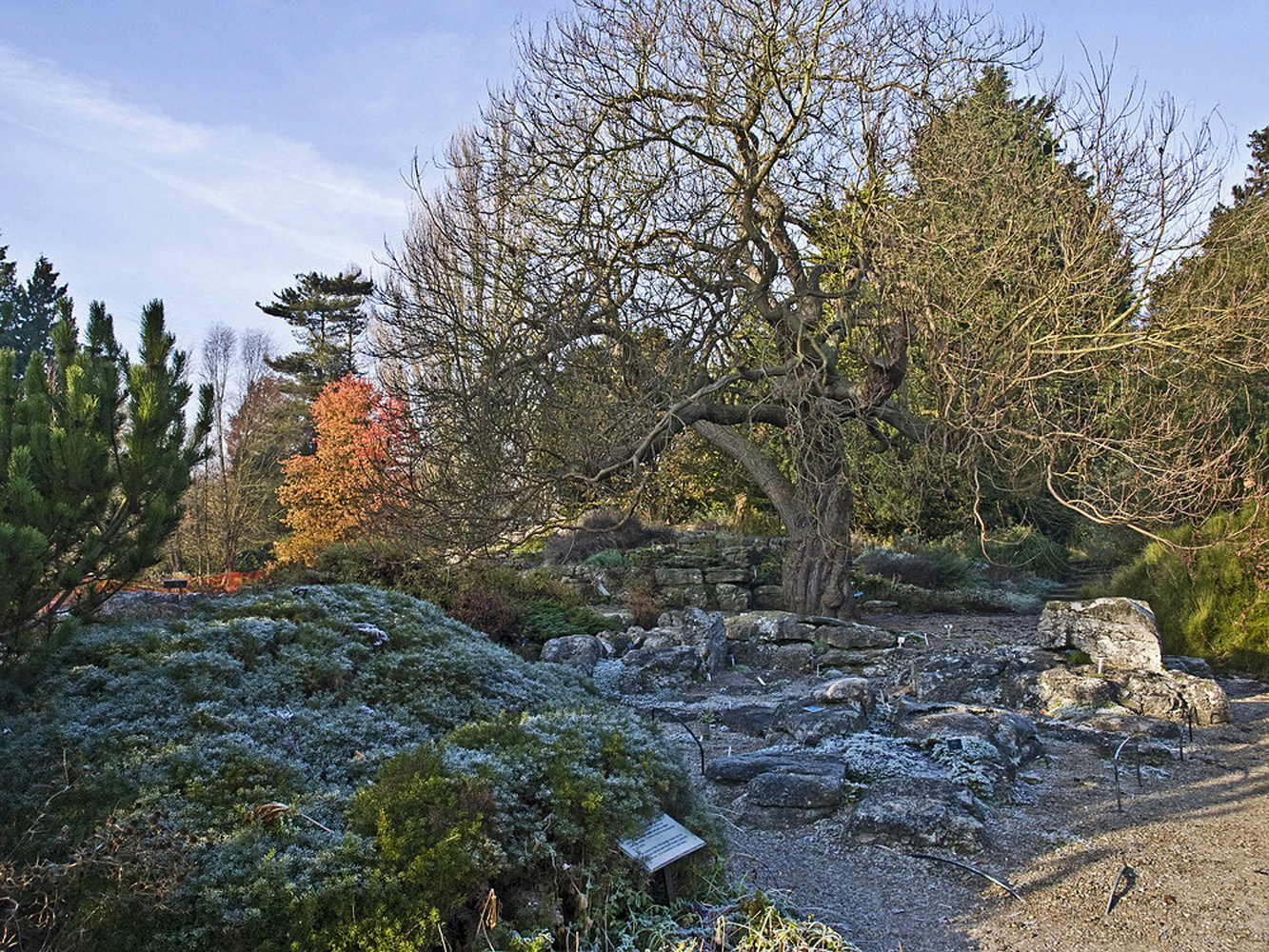 Du givre sur le Jardin de Rocaille,  Jardin Botanique de l’Université de Cambridge