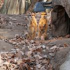 Du hättest nicht über seine Heizdecke lachen sollen