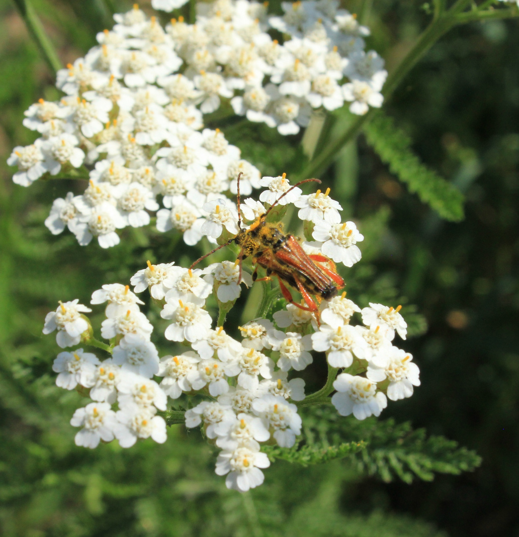 Du hast Besuch 