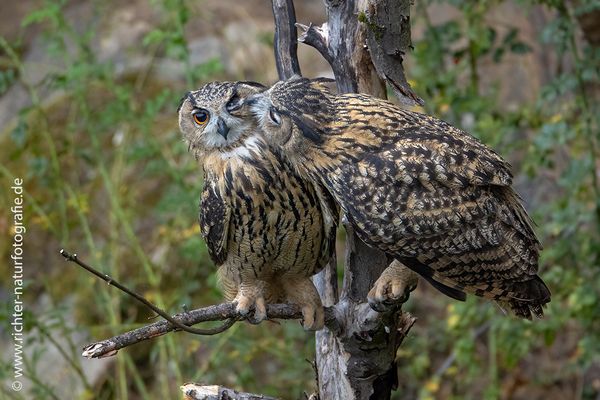 Du hast da ne Wimper