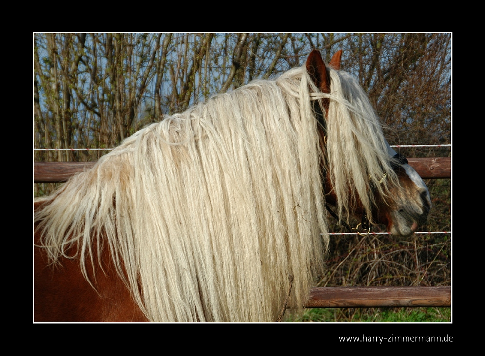 Du hast die Haare schön