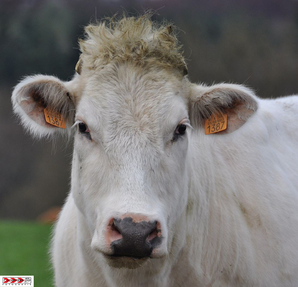 Du hast die Haare schön ...