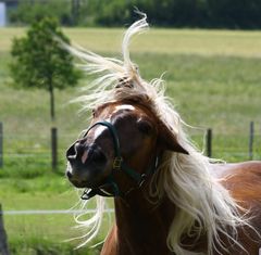 ~du hast die Haare schön~